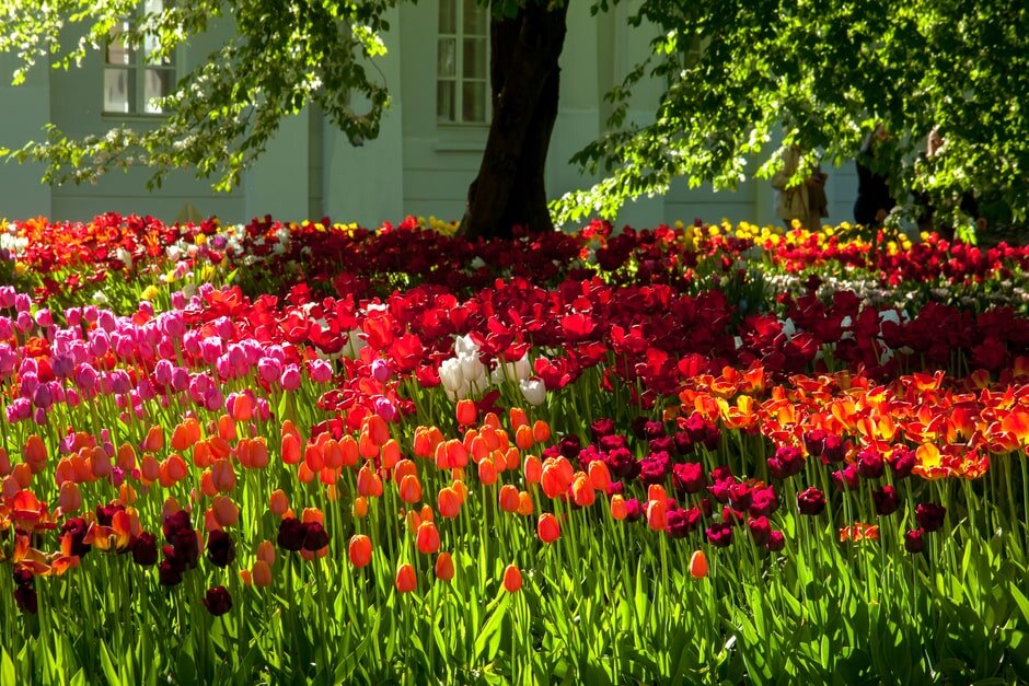 Цветение тюльпанов на острове