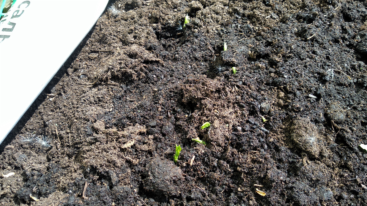 всходы гороха 2025 г.