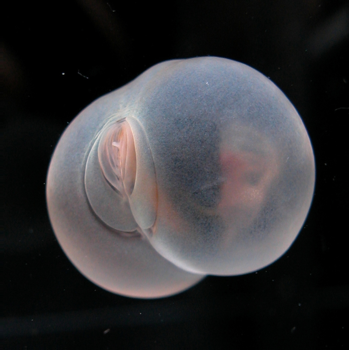 Chaetopterus pugaporcinus, также известного как «червь-пигбатт», — необычного круглого червя размером с мрамор, обнаруженного в заливе Монтерей.