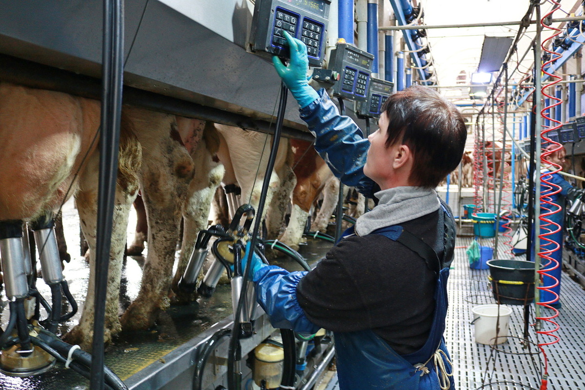    АО «Племсовхоз «Мегрега». Фото: "Республика"/ Максим Смирнов