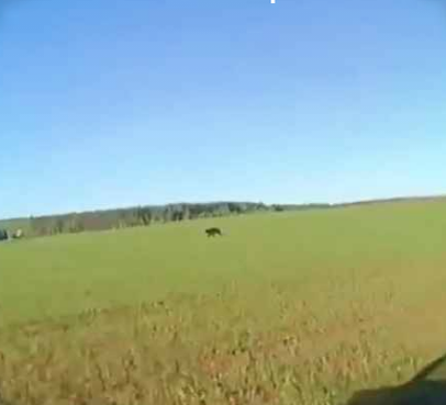 Фото: Госкомитет РТ по биологическим ресурсам