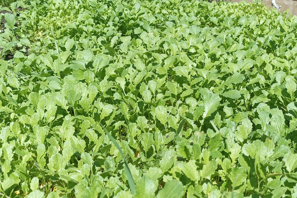 Молодую зелень горчицы и других сидератов можно использовать для салатов. Источник: личный архив Екатерины Матвеевой📷
