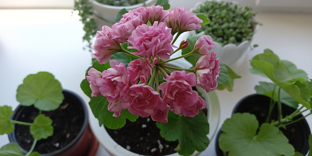 Черенки Пеларгонии Герани не хотят расти?