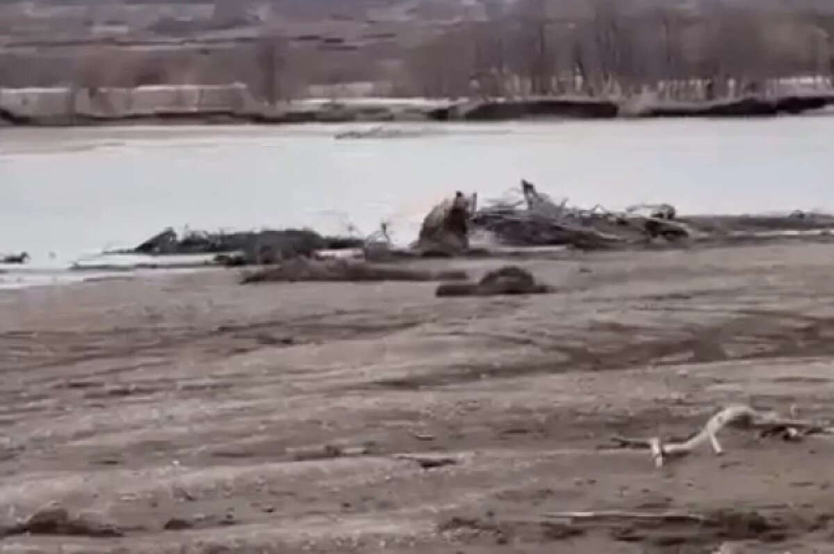    На Камчатке медведь переплыл реку и побежал за туристами