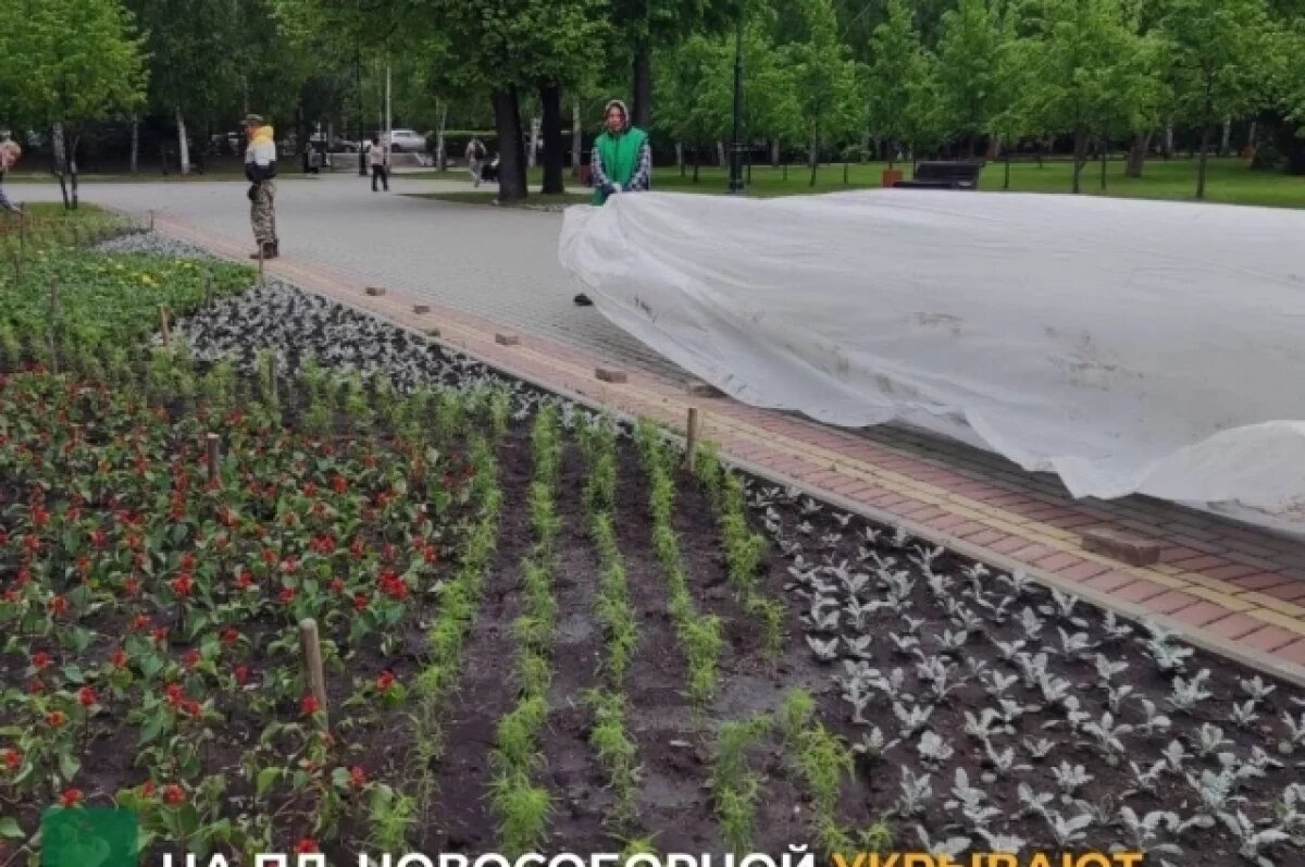    На Новособорной площади в Томске накрывают цветы из-за грядущих морозов