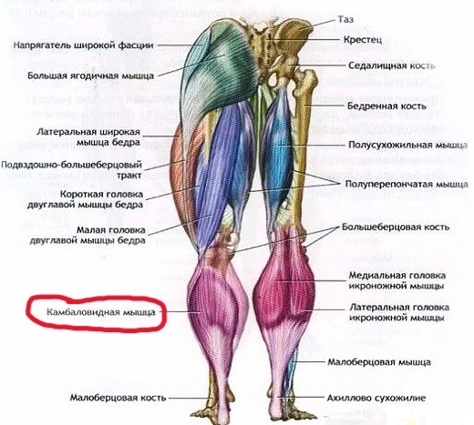 Изображение не нарушает правил платформы (Взято из открытых интернет-источников: ru.pinterest.com)