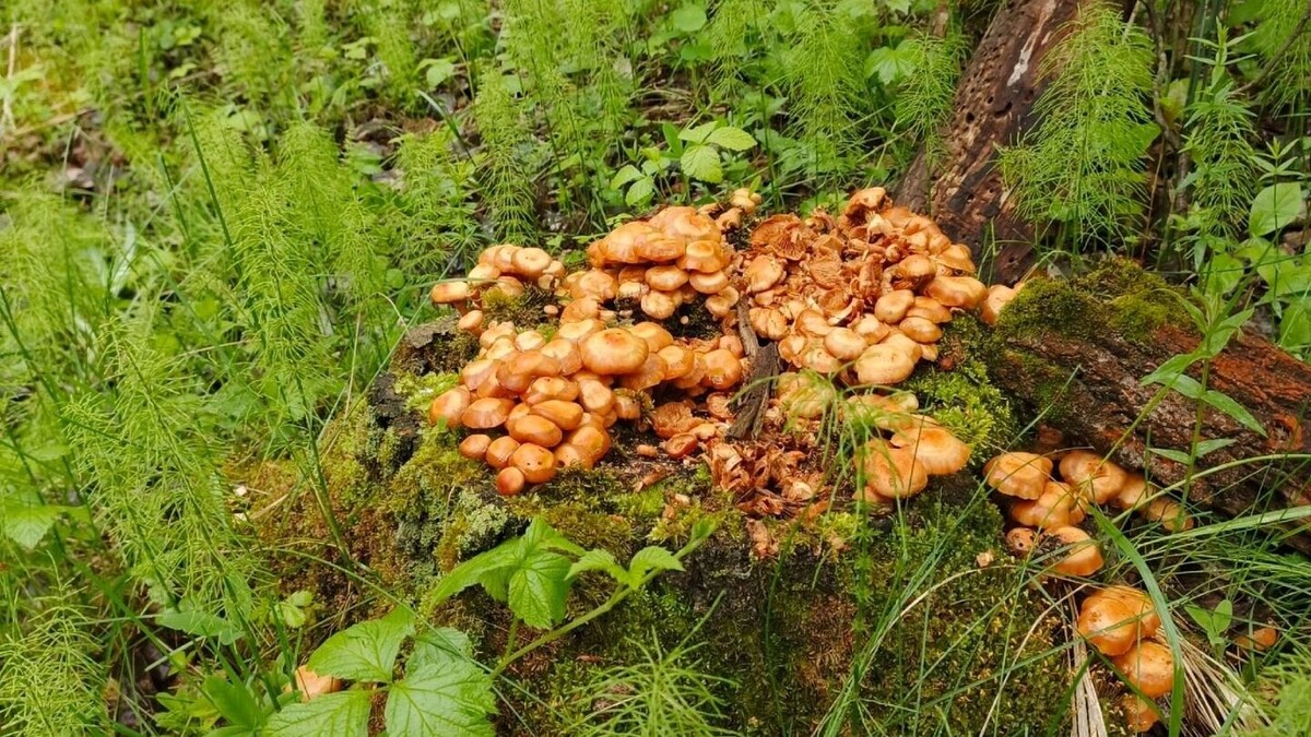     Источник: https://vk.com/tyumengrib