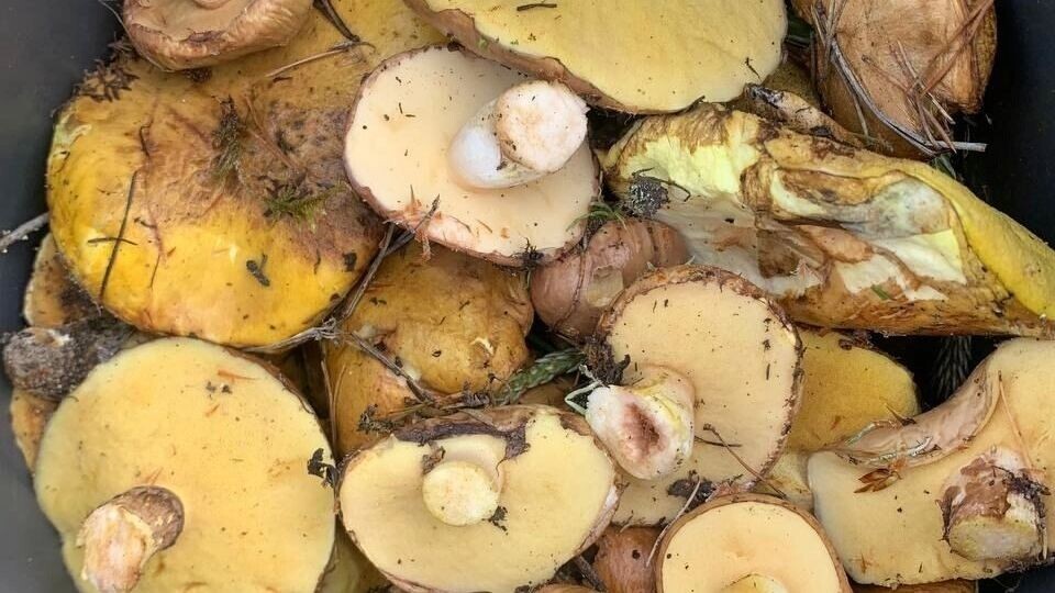     Автор: Ирина Крикунова Источник: https://vk.com/tyumengrib