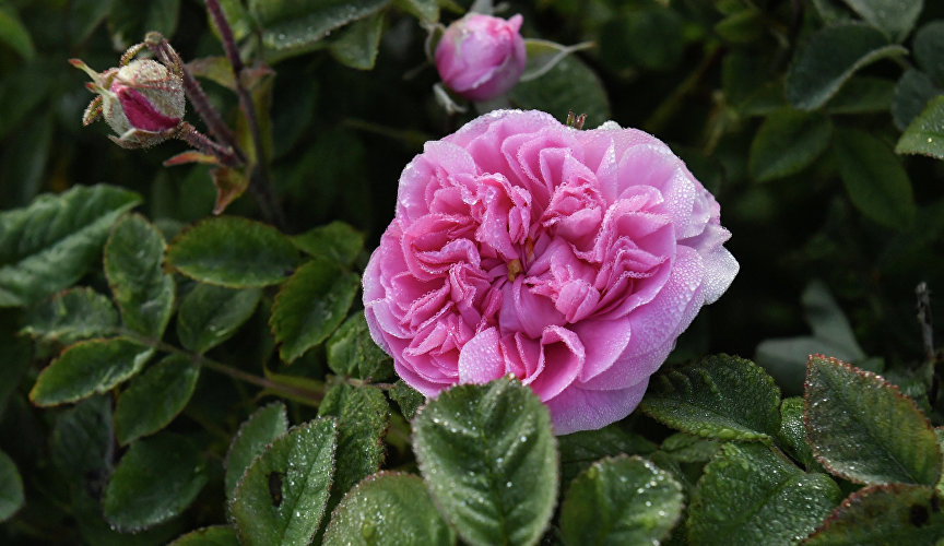 Фото: Константин Крестьянинов