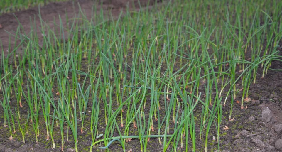    Медиасток.рф