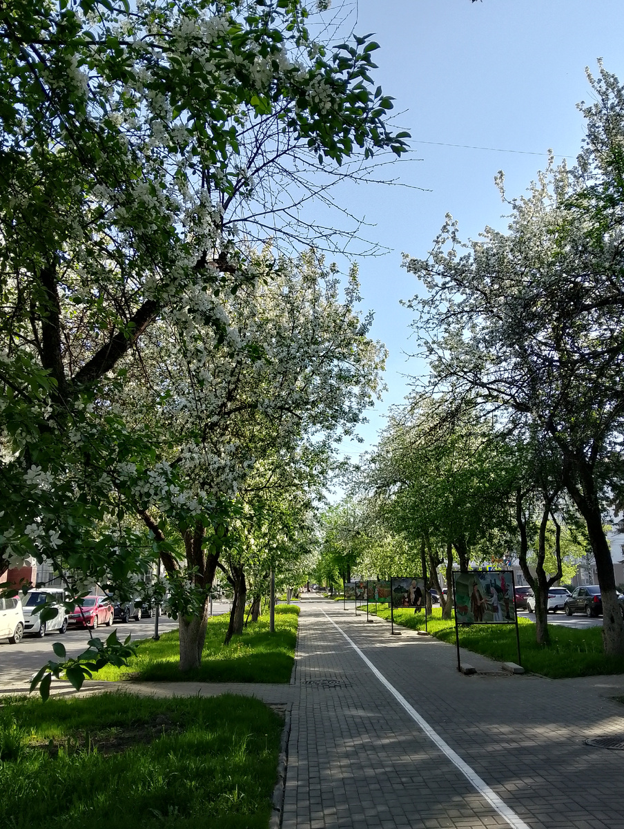 Яблони на Пушкинской в цвету! Такой аромат! Фото автора