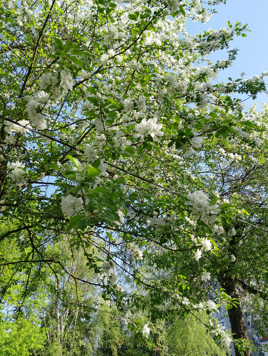 На яблоня цветов больше, чем листьев. Фото автора