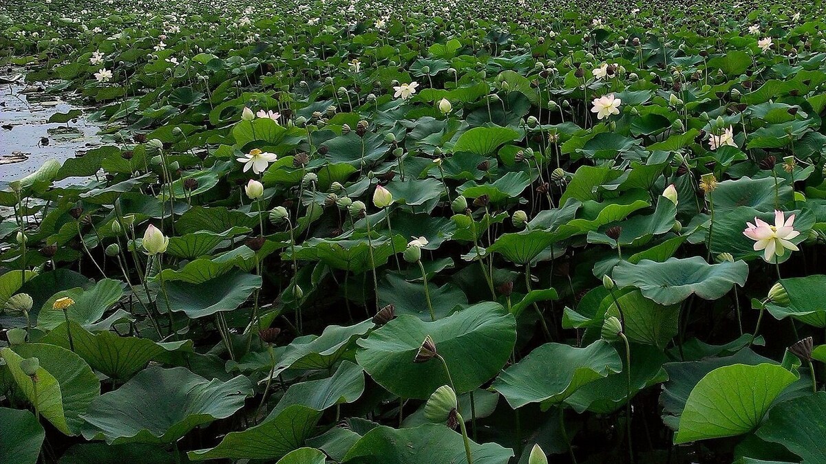     Автор: ДмитрийQ Источник: Яндекс Карты