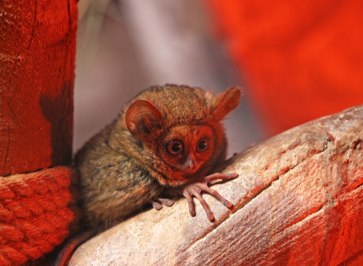    В искусственных условиях долгопяты размножаются крайне редко, но в \