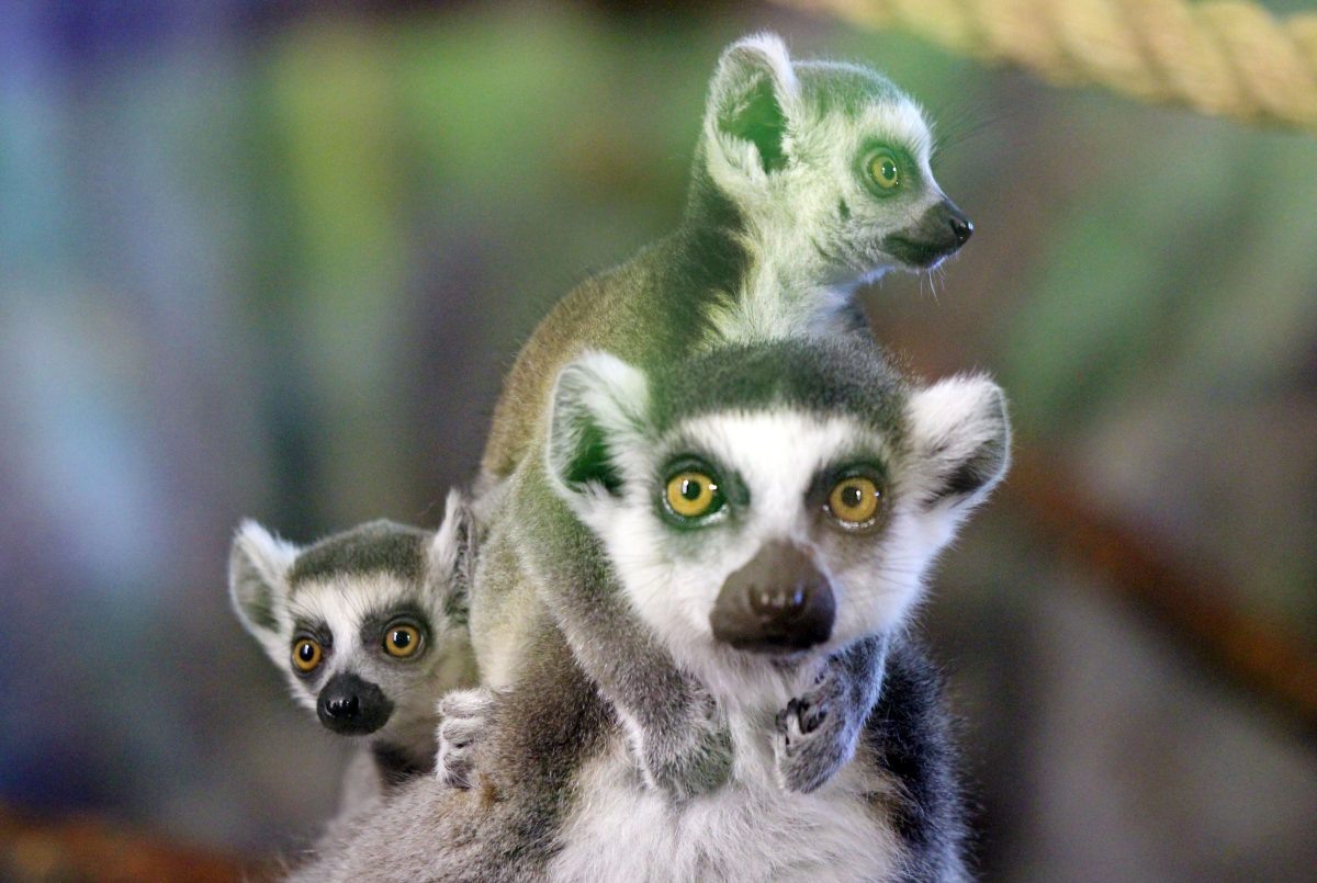    пресс-служба зоопарка "Лимпопо"