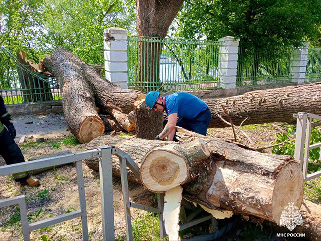В Твери во время особенно сильного шквала ветра на проезжую часть рухнуло дерево