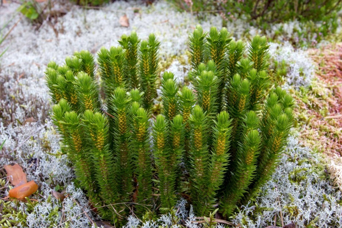 Плаун-баранец