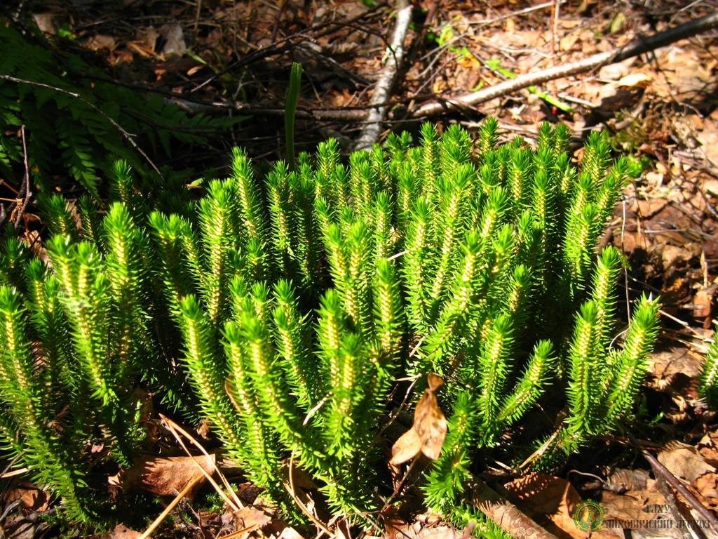 Плаун-баранец