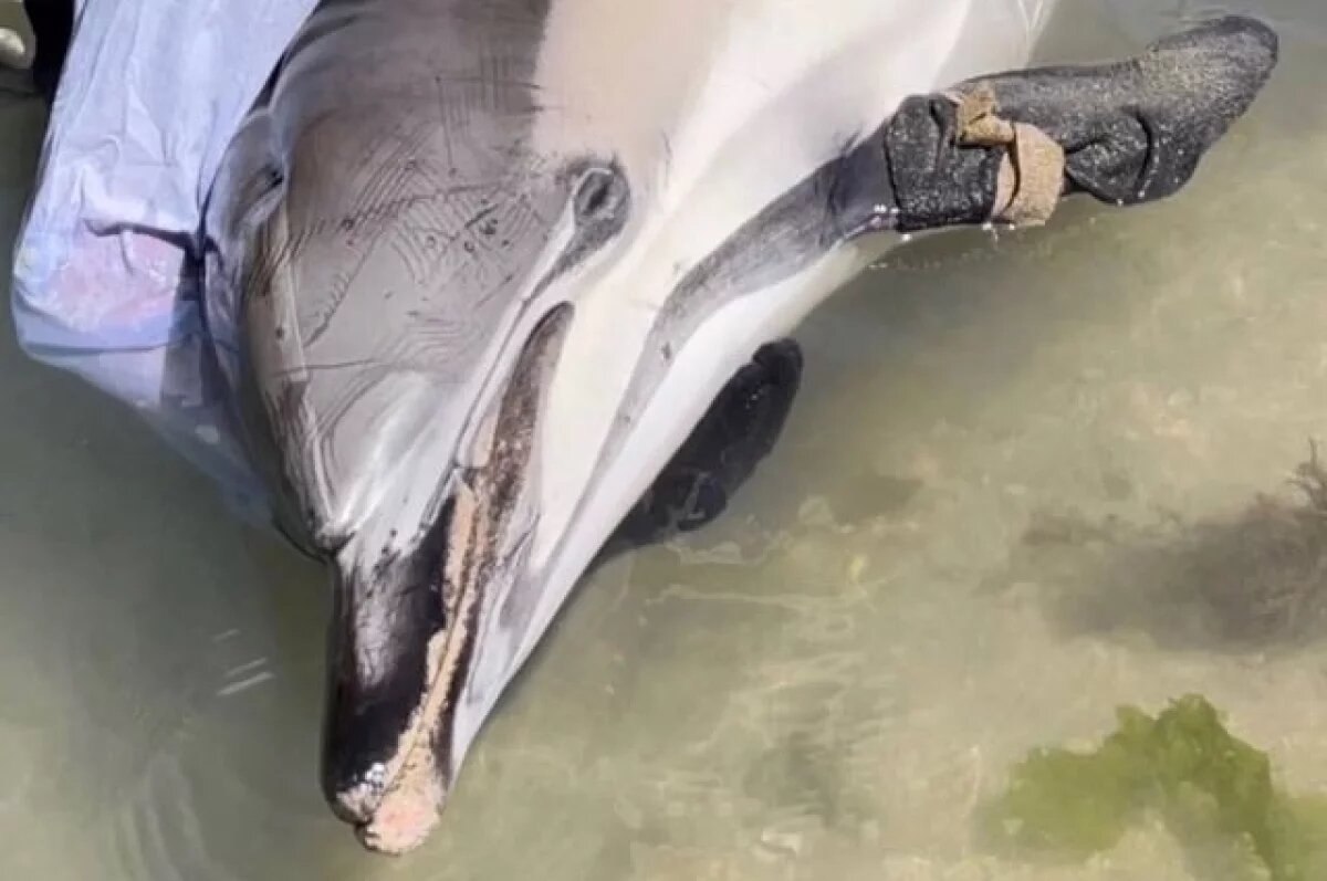    Спасение утопающего.