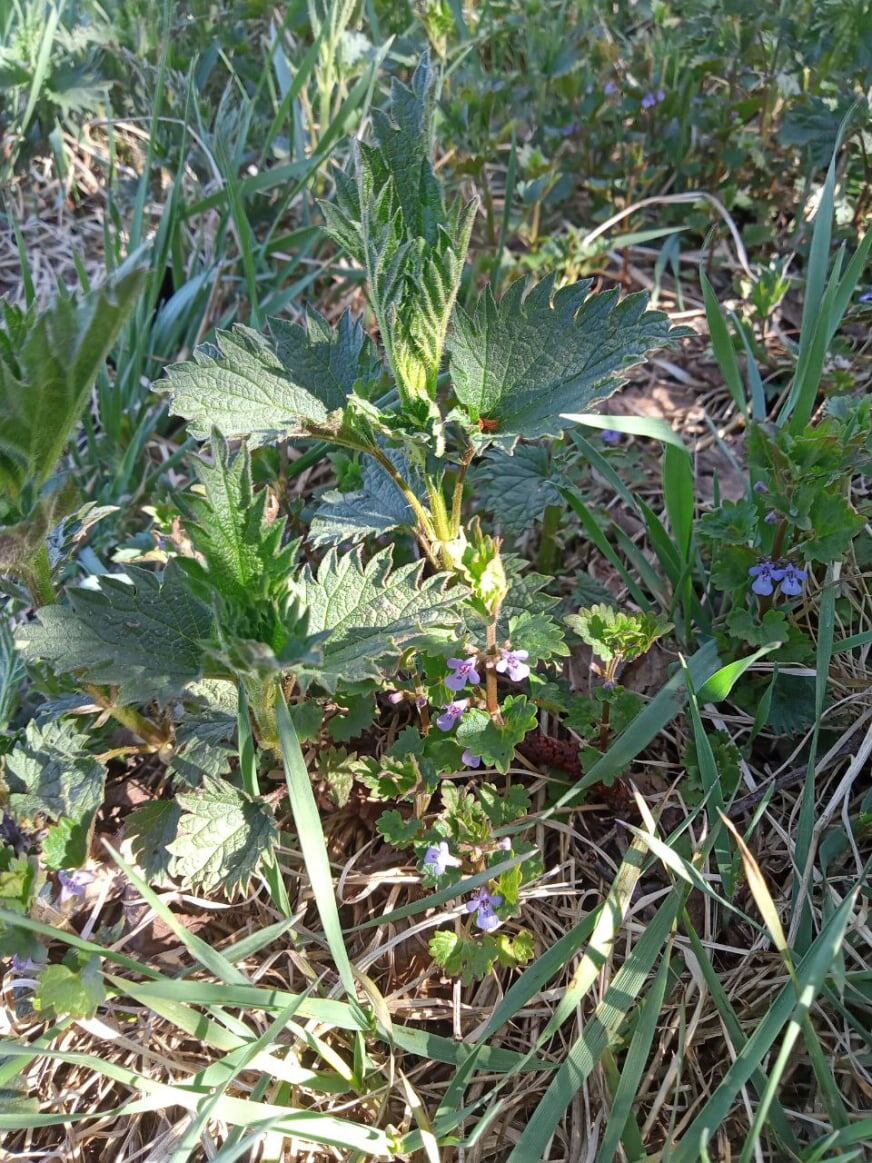 Молоденькая крапива наилучшим образом подходит для чая и обжигает не сильно, я даже перчатки не одеваю. Ну, правда, кожа на пальцах напоминает слоновью