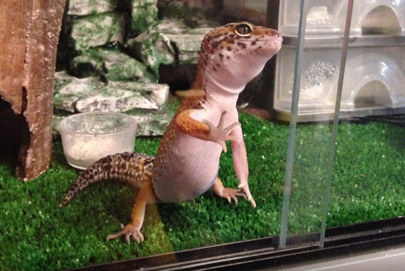 Привет, я – Спарки