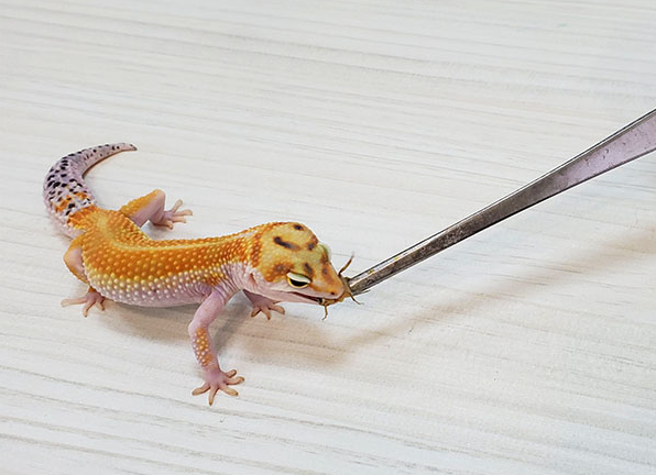 Даже суровый Гром ценит, когда его называют по имени во время угощения