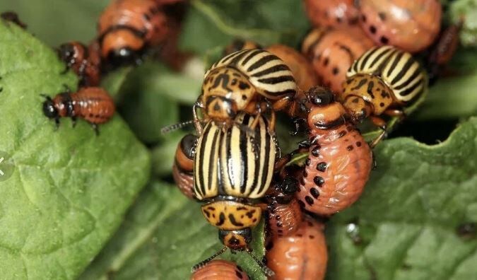 Как избавиться от колорадского жука: лучшие средства для защиты картофеля