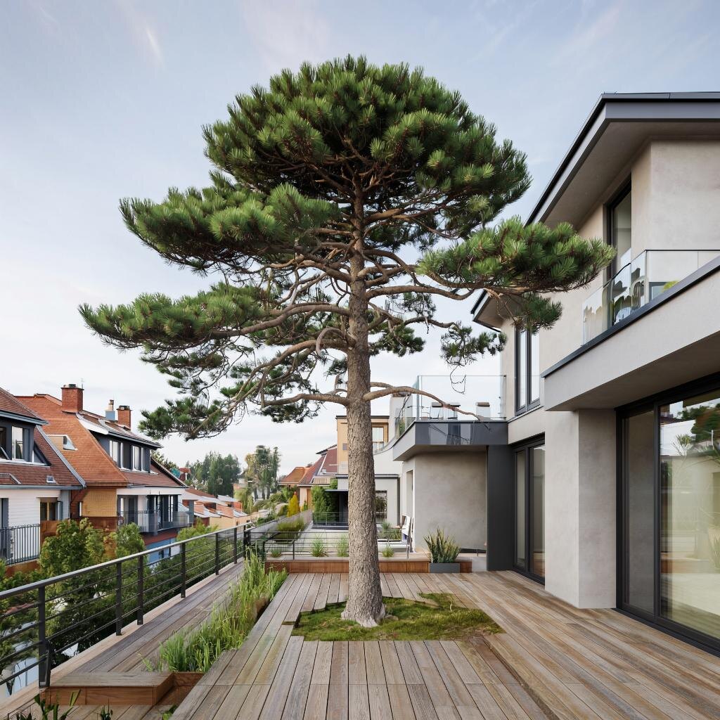 Пример большого дерева у дома на маленькой территории