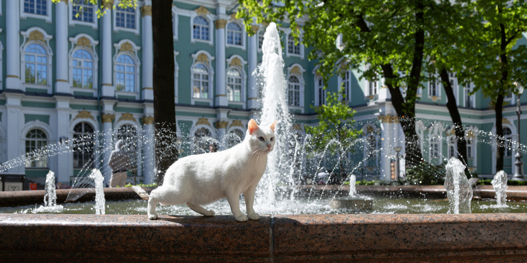 «Стесняюсь спросить…»