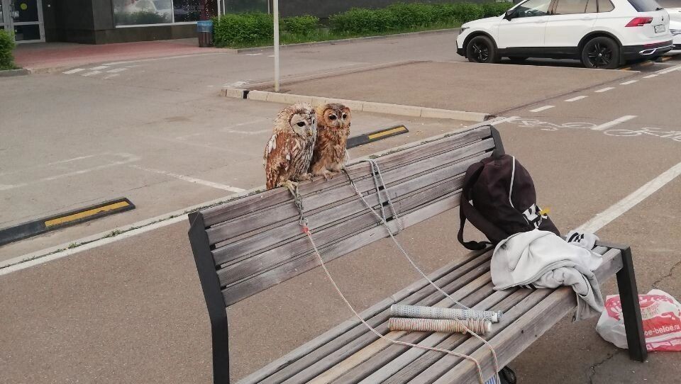     Источник: prmira.ru