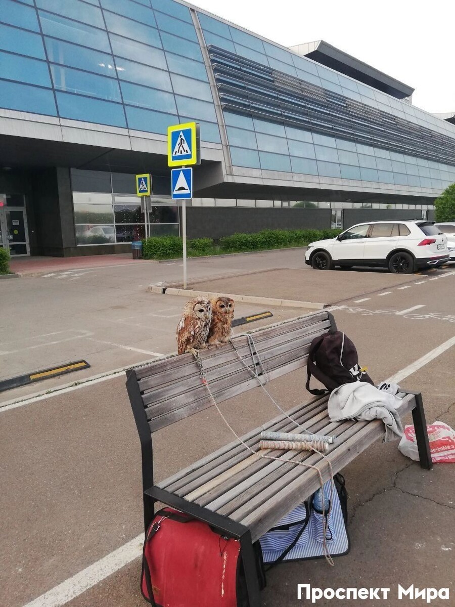     Источник: prmira.ru