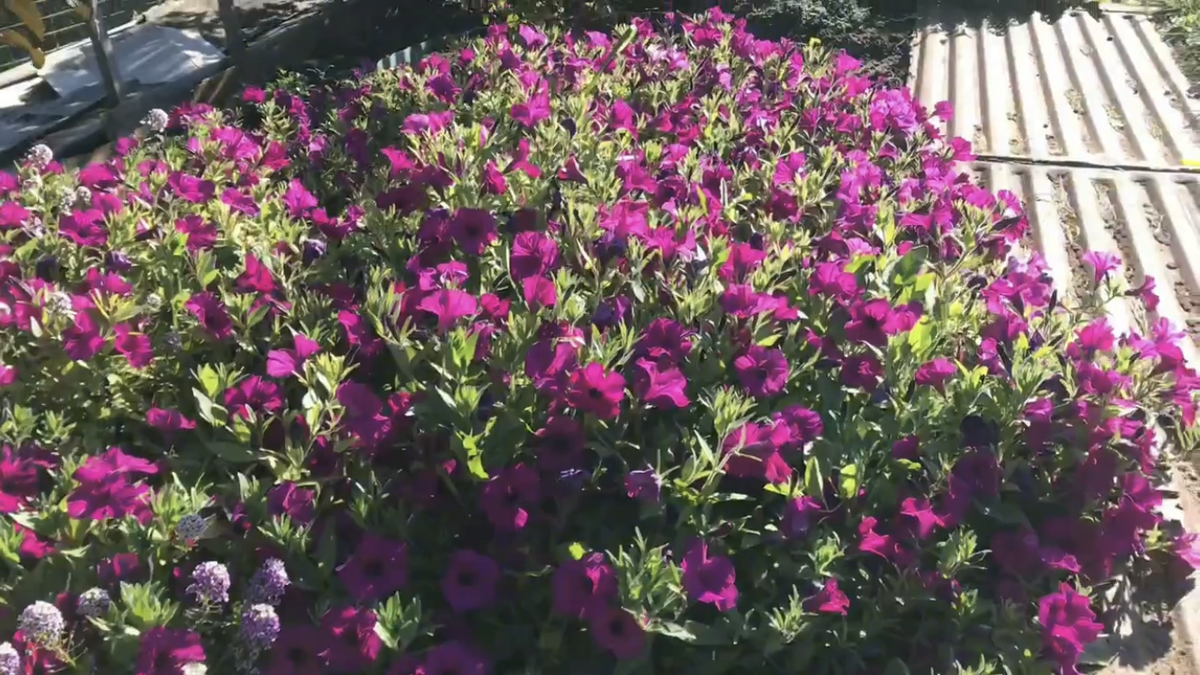 Петуния. Фото автора 