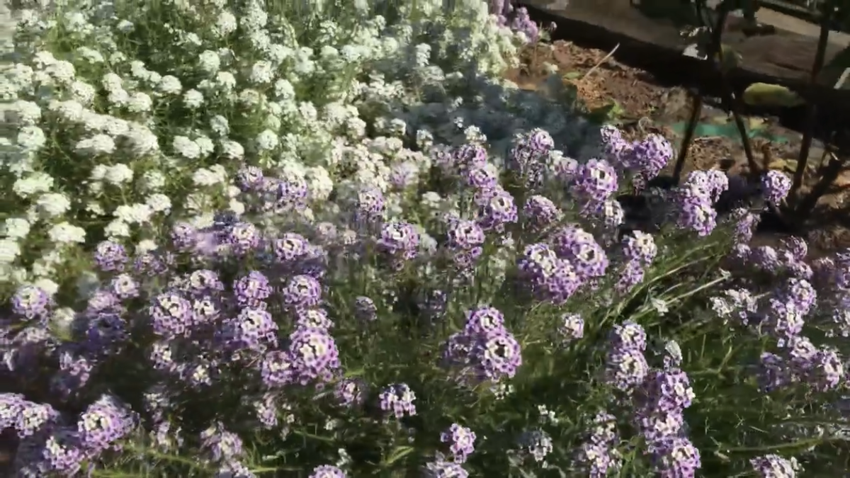 Алиссум. Фото автора 