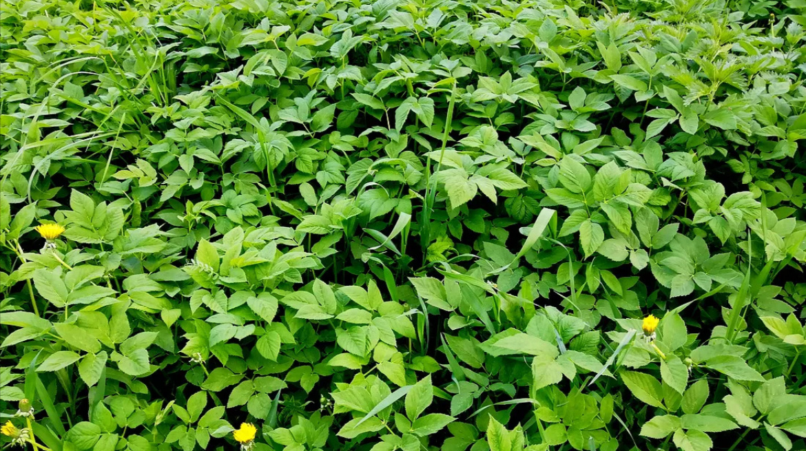 Мой участок весной прошлого года :(