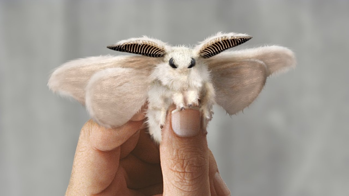 Венесуэльская пуделевидная бабочка. Фото взято из открытого источника Яндекс Картинки.