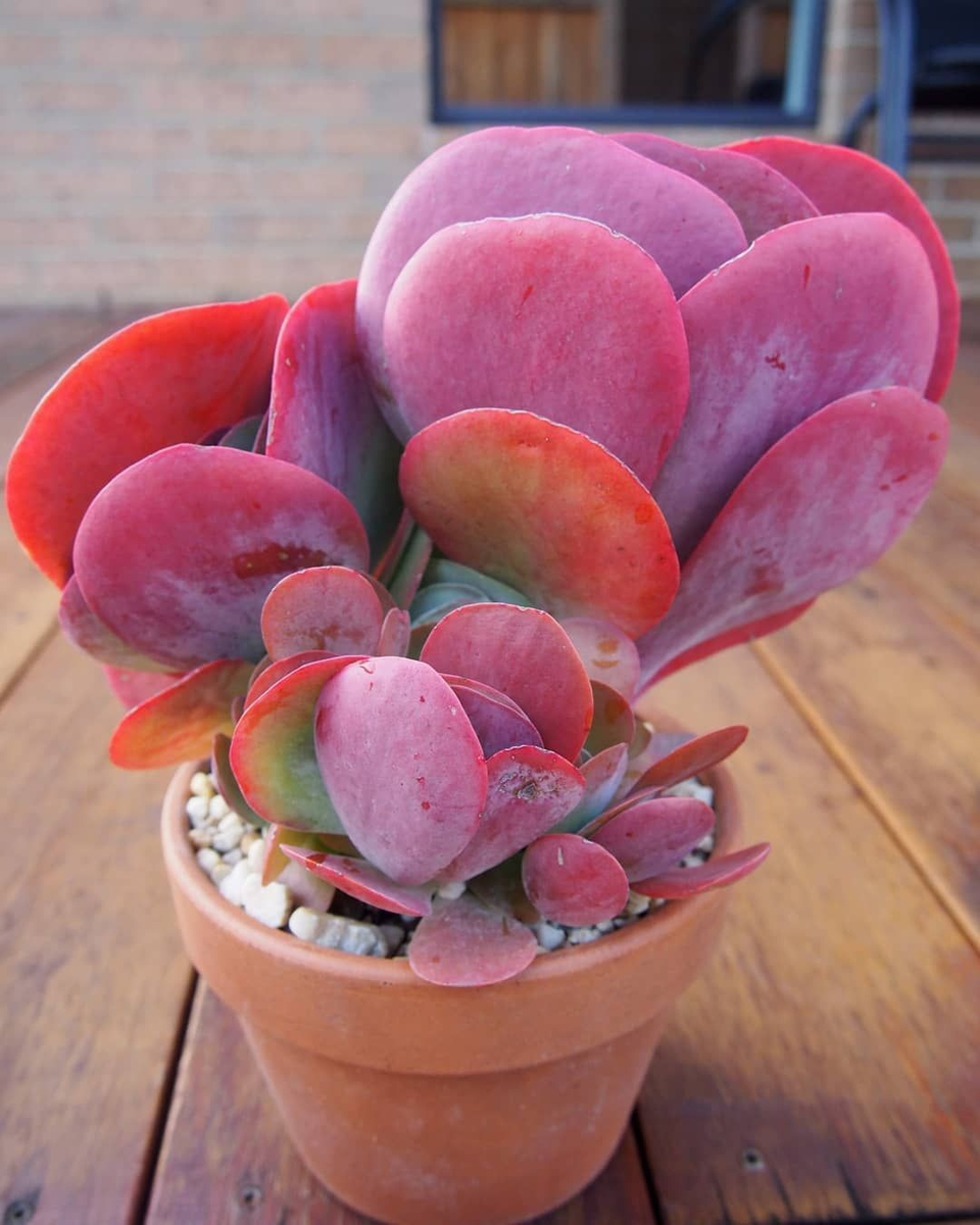 Валентинка от растения