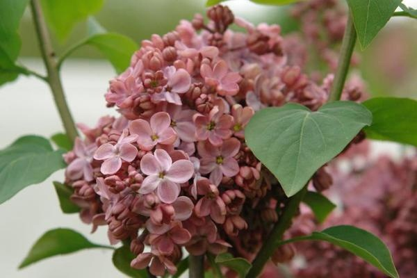 Кто-нибудь видит здесь шоколадный оттенок?