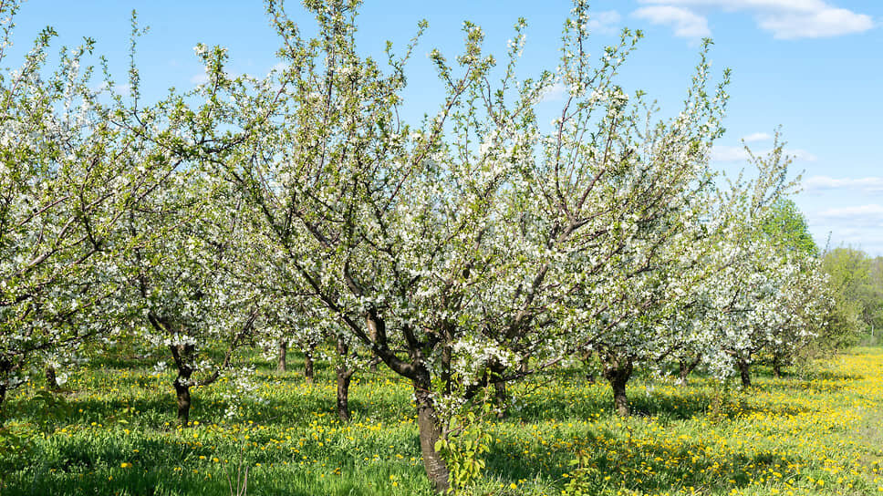 Фото: Олег Харсеев / Коммерсантъ