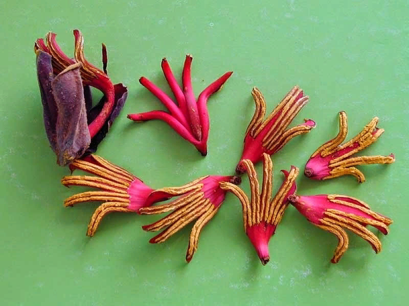 Тычинки мапильшучитля. А теперь повтори!