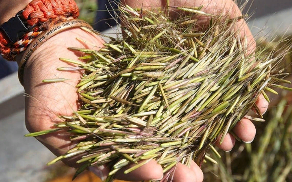 Божественный дар