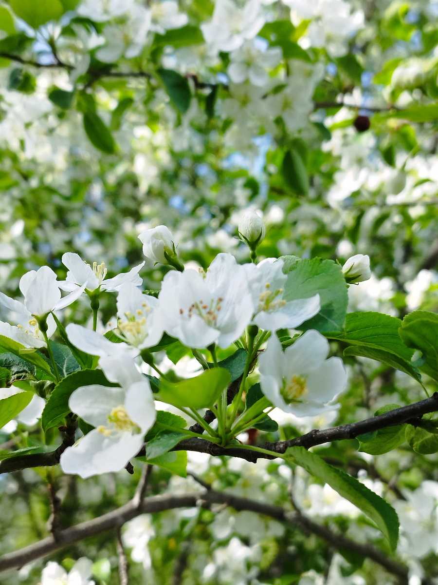 На даче всё цветёт и пахнет. Фото из личного архива автора. 