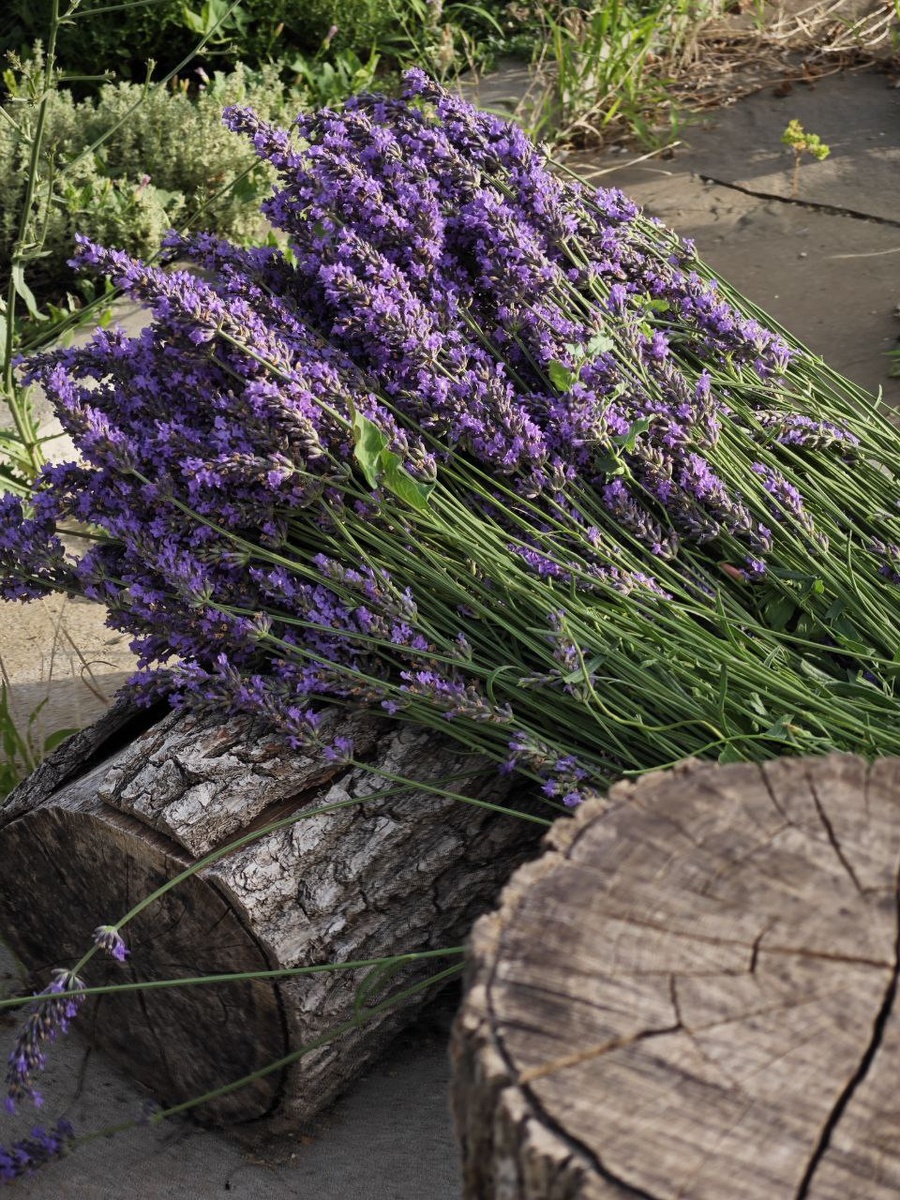 Лавандин после сбора