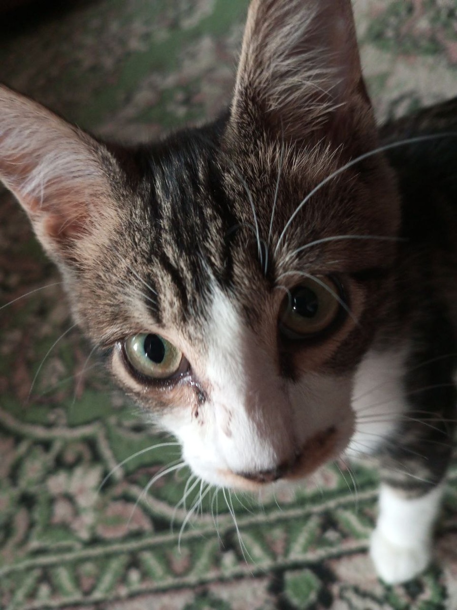 Здрастуте! Ни спити?