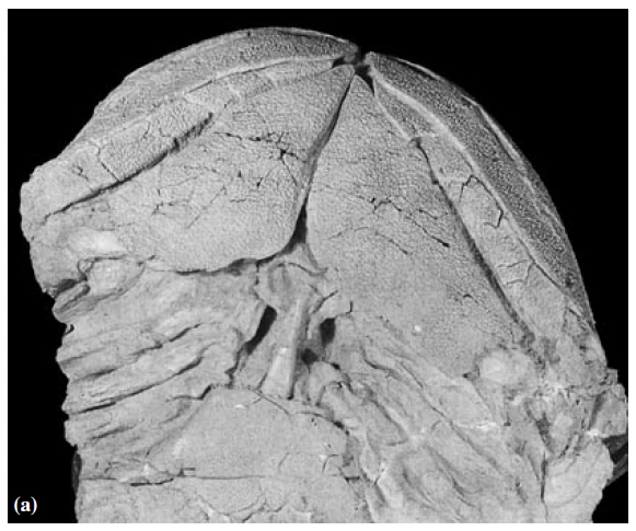 Laccognathus grossi, голотип PIN, no. 3547/7, череп