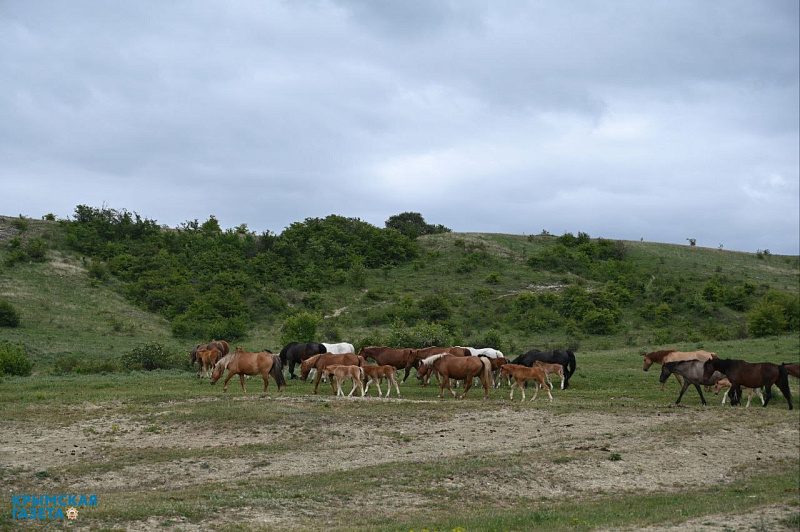 Фото: Гала Амарандо