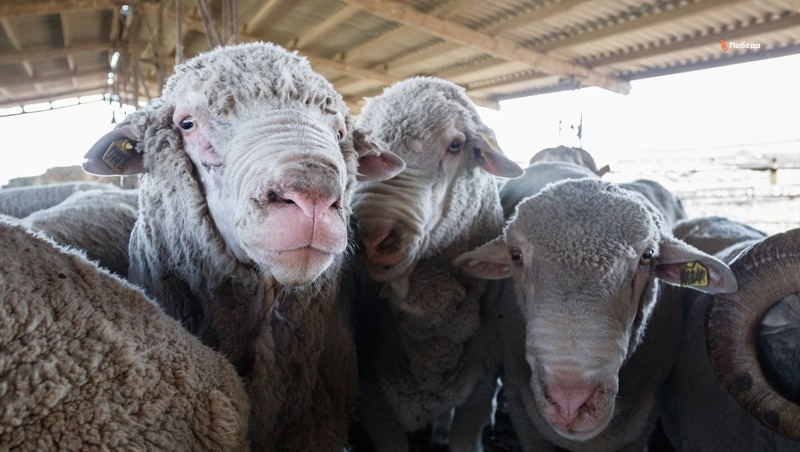      Фото: ИА «Победа26»