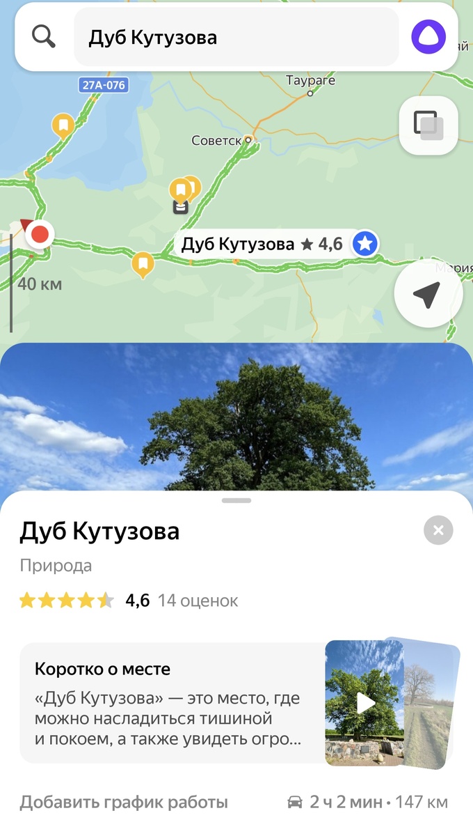 Дуб Кутузова на яндекс-картах