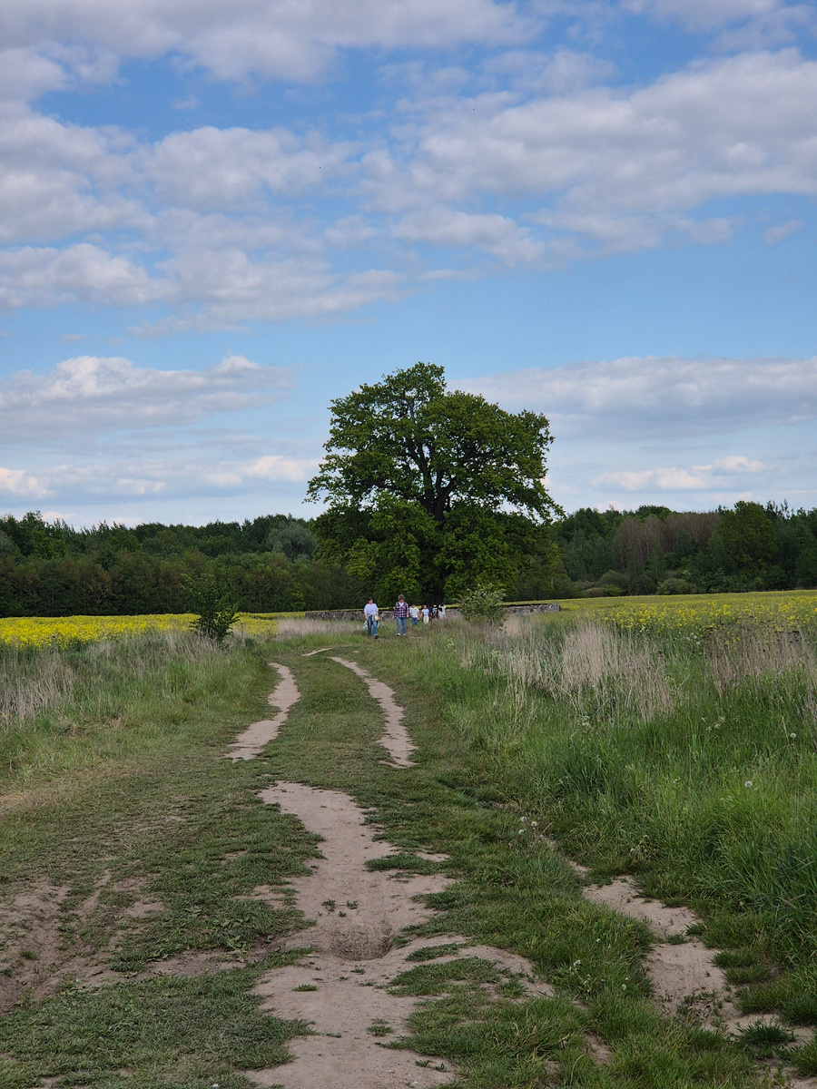 Дуб и дорога, ведущая к нему. 