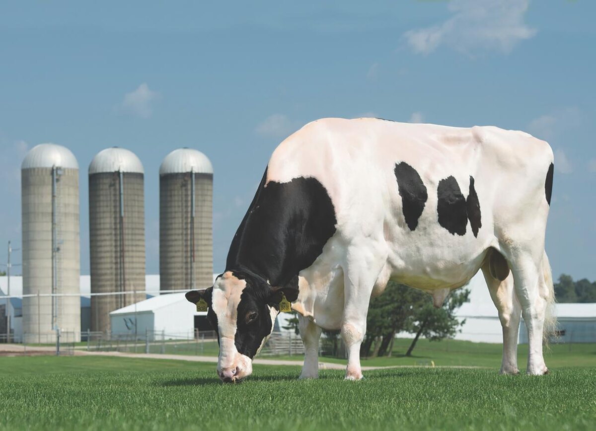 В племенной работе часто звучит запрос на оздоровление стада.