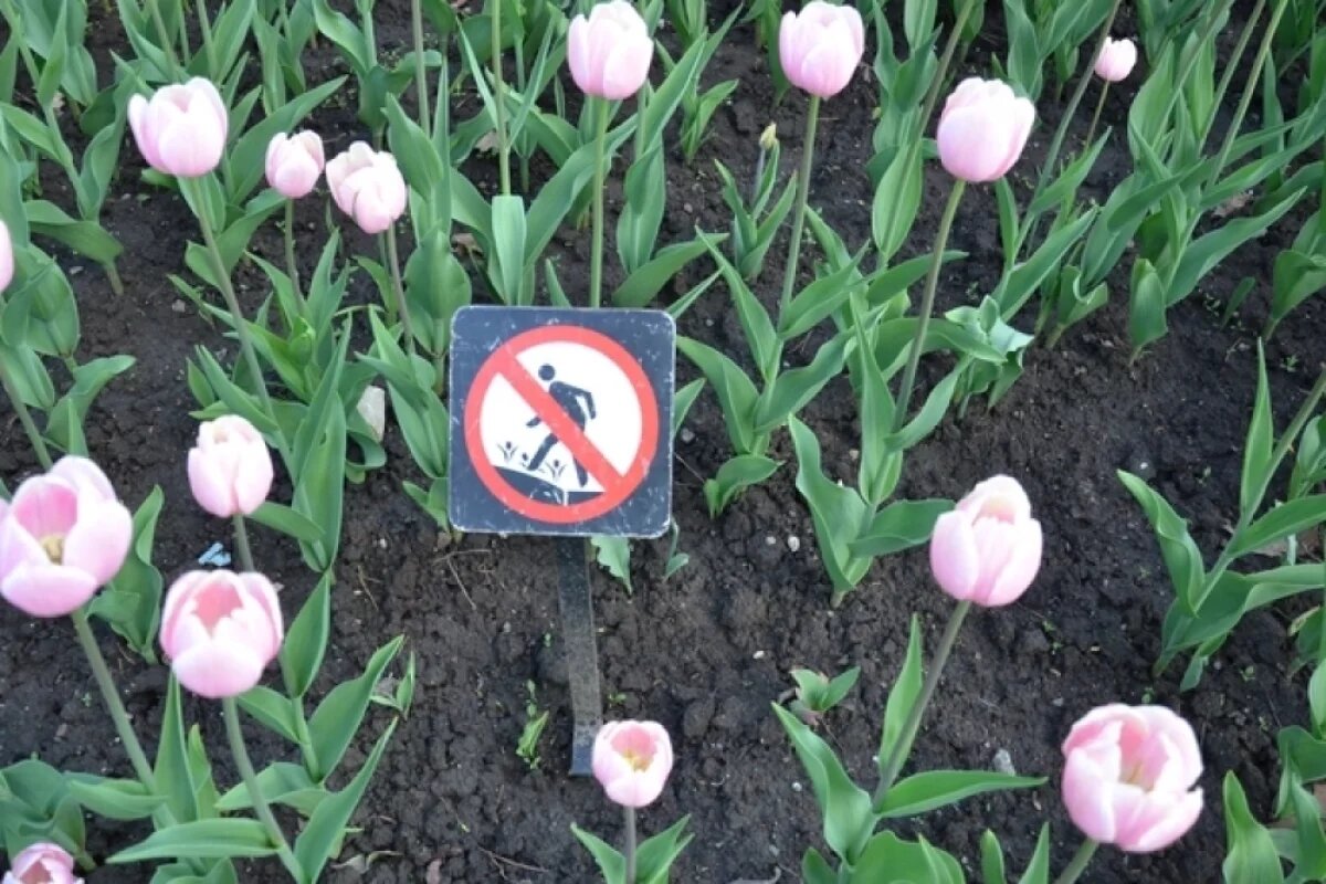    Если клумба находится рядом с многоквартирным домом и её делали сами жильцы, желательно заранее оформить это на общем собрании или хотя бы сообщить в управляющую компанию.